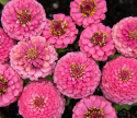 Frøkenhat 'Oklahoma Pink'