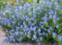 Slangehoved 'Blue Bedder'