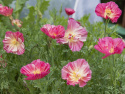 Californisk Guldvalmue 'Thai Silk Rose Chiffon'
