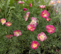 Californisk Guldvalmue 'Thai Silk Rose Chiffon'