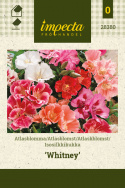 Atlaskblomst 'Whitney'