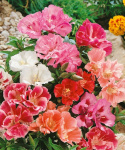Atlaskblomst 'Whitney'