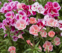 Atlaskblomst