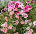 Atlaskblomst