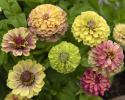 Frøkenhat 'Queeny Lime with Blotch'