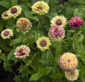 Frøkenhat 'Queeny Lime with Blotch'
