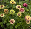 Frøkenhat 'Queeny Lime with Blotch'