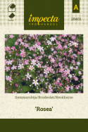 Brudeslør 'Rosea'