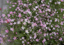 Brudeslør 'Rosea'