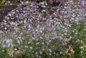 Brudeslør 'Rosea'
