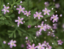 Brudeslør 'Rosea'