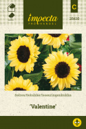 Solsikke 'Valentine'