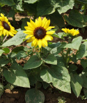 Lille Solsikke F1 'Suntastic Yellow with Black Center'