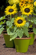 Lille Solsikke F1 'Suntastic Yellow with Black Center'
