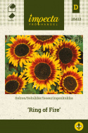 Solsikke 'Ring Of Fire'