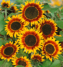 Solsikke 'Ring Of Fire'