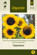 Kæmpe Solsikke 'Giganteus'