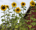 Kæmpe Solsikke 'Giganteus'