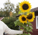 Kæmpe Solsikke 'Giganteus'