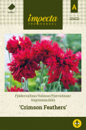 Fjervalmue 'Crimson Feathers'