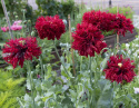 Fjervalmue 'Crimson Feathers'