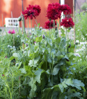 Fjervalmue 'Crimson Feathers'
