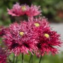 Fjervalmue 'Rose Feathers'