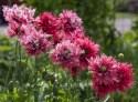 Fjervalmue 'Rose Feathers'