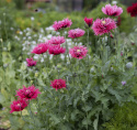 Fjervalmue 'Rose Feathers'