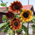 Rød Solsikke 'Red Sun'
