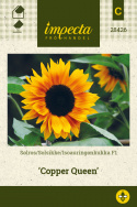 Solsikke F1 'Copper Queen'