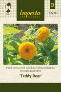 Fyldig Solsikke 'Teddy Bear'