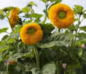 Solsikke 'Orange Sun'