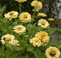 Frøkenhat 'Isabellina'
