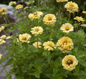 Frøkenhat 'Isabellina'