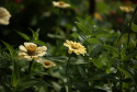 Frøkenhat 'Isabellina'