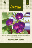 Pragtsnerle 'Knowlian's Black'