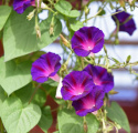 Pragtsnerle 'Knowlian's Black'