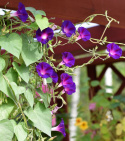 Pragtsnerle 'Knowlian's Black'