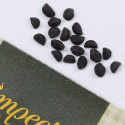 Pragtsnerle 'Knowlian's Black'