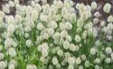 Harehale 'Bunny Tails'