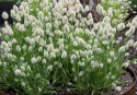 Harehale 'Bunny Tails'