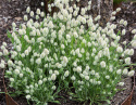 Harehale 'Bunny Tails'