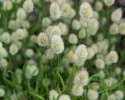 Harehale 'Bunny Tails'