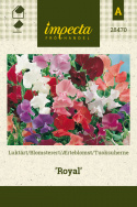 Ærteblomst 'Royal'