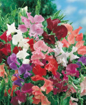 Ærteblomst 'Royal'