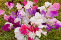 Ærteblomst
