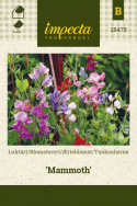 Ærteblomst 'Mammoth'