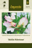 Ærteblomst 'Mollie Rilestone'