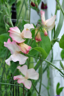 Ærteblomst 'Mollie Rilestone'